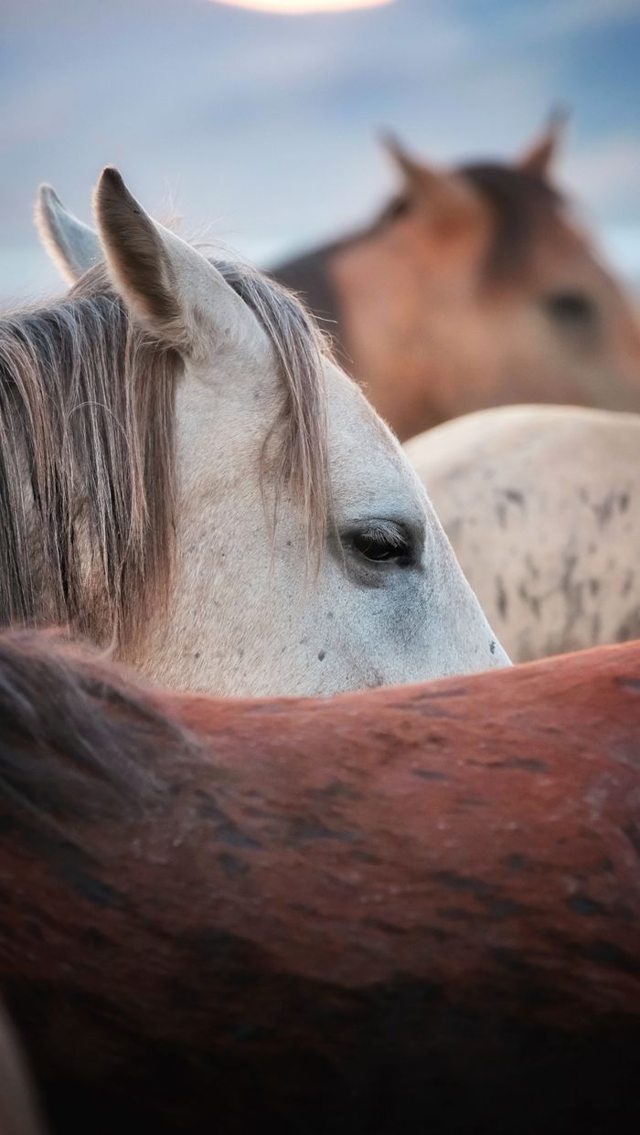 Close-up of horses with varied coats grazing peacefully in a rural outdoor setting.